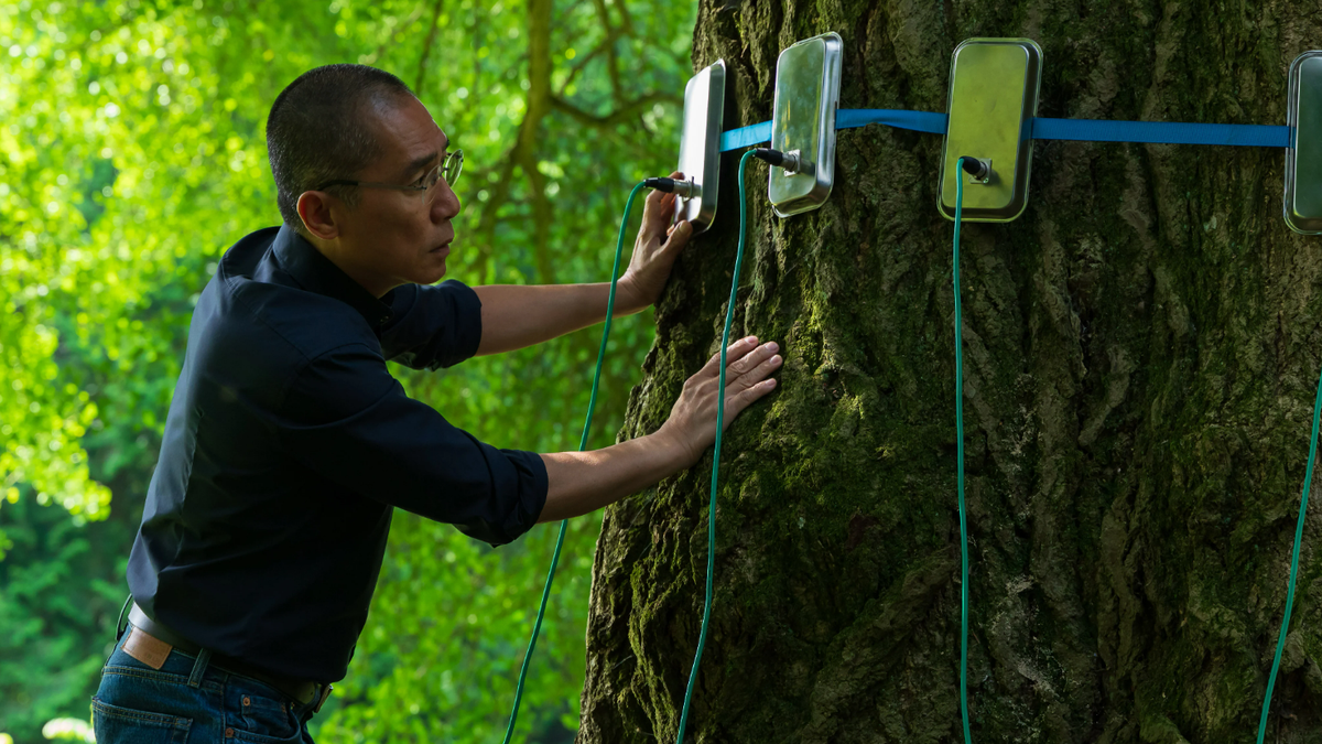 ‘Silent Friend’ movie review: Tony Leung gets In the Mood for a Gingko Tree in Ildikó Enyedi’s strange, sensual wonder